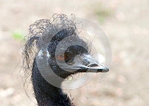 Profile portrait of an emu