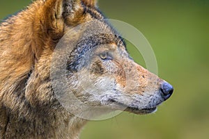 Profile portrait of European Wolf