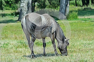Profile portrait of feeding tarpan horse at green bushes background