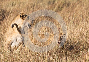 Profile portrait of female lion, leo panthera, with her cub in tall grass landscape in Africa