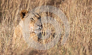 Profile Portrait of Female Lion, Leo panthera, in tall grass in Maasai Mara, Kenya, Africa