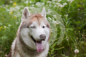 Profile portrait of free beige and white dog breed siberian husky sitting in the green grass and wild flowers