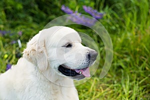 Profile portrait of friendly golden retriever dog in the green grass and violet flowers