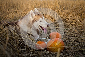 Profile Portrait of funny dog breed siberian husky on the rye field background lying next to a pumpkin for Halloween