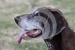 Profile portrait of German Shorthaired Pointer