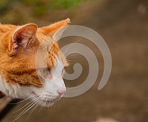 profile portrait ginger cat while looking away