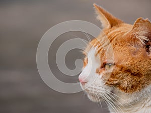 profile portrait ginger cat while looking away