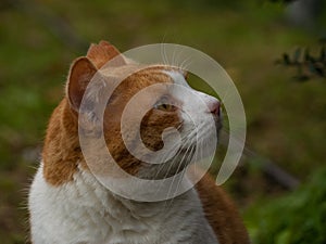 profile portrait ginger cat while looking away