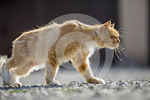 Profile portrait of ginger orange grown adult big cat with yellow eyes standing outdoors on small pebbles looking straight