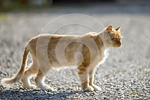 Profile portrait of ginger orange grown adult big cat with yellow eyes standing outdoors on small pebbles looking straight forward