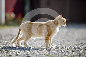 Profile portrait of ginger orange grown adult big cat with yellow eyes standing outdoors on small pebbles looking straight forward