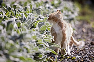 Profile portrait of ginger orange grown adult big cat with yellow eyes standing outdoors on small pebbles looking straight towards