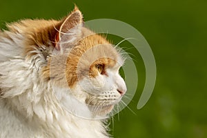 Profile portrait of a ginger and white colored furry cat