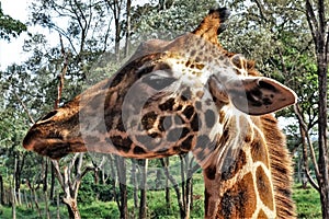 Profile portrait of a giraffe. On a long neck an elegant head with a spotty pattern.