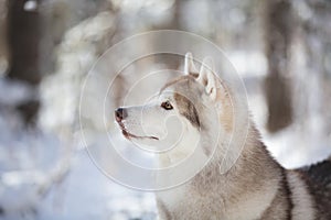 Profile Portrait of gorgeous, prideful and free Siberian Husky dog sitting on the snow in the fairy forest in winter