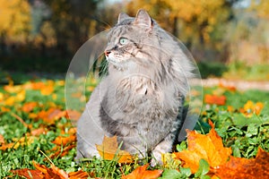 Profile portrait of gray fluffy cat with green eyes sitting on fallen autumn leaves and looking away outdoors.