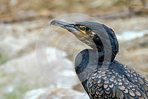 Profile portrait of the Great Cormorant, Phalacrocorax carbo