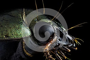 Profile portrait of a green beetle