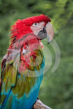 Profile portrait of a green winged macaw