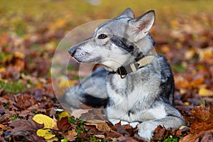 profile portrait of grey wolf dog Saarlos lying in the park on the grass