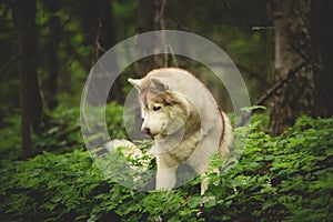 Profile Portrait of happy and beautiful dog breed siberian husky lying in the green forest