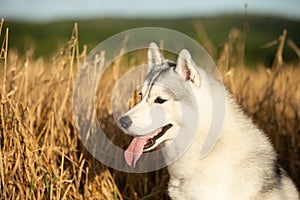 Profile Portrait of happy gray dog breed siberian husky with tonque hanging out standing in the bright rye field