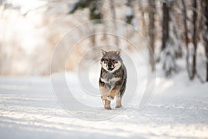 Profile Portrait of happy Shikoku puppy running in the forest in winter. Shikoku ken puppy. Kochi-ken dog