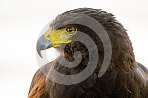 Profile portrait of Harris Hawk bird of prey.