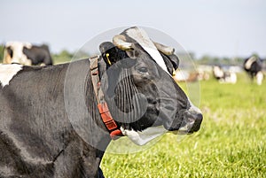 Profile portrait of the head of a mature calm black cow, white horns with cut off points