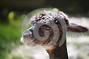 Profile portrait of a Huacaya alpaca under the sunlight