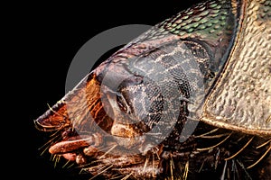 Profile portrait of a Japanese beetle