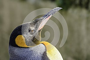 Profile portrait of king's penguin