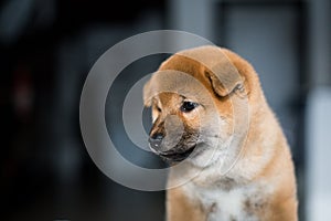 Profile portrait of lovely Shiba Inu dog puppy on a dark background. Red Japanese cute puppy