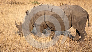 Profile portrait of male white rhinoceros, Cerototherium simium, with ox peckers on his back, in African landscape in late afterno