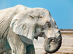 Profile portrait of an old african elephant, Etosha National Park, Namibia, Africa