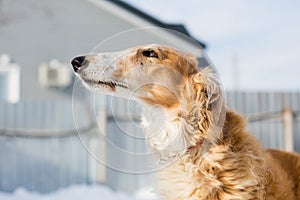 Profile Portrait of old Russian borzoi dog on the winter background