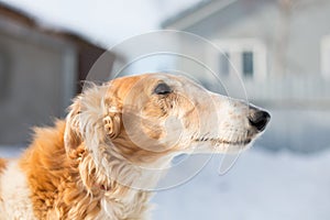 Profile Portrait of old Russian borzoi dog on the winter background