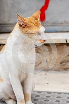 Profile portrait of orange tabby cat sitting on the ground.