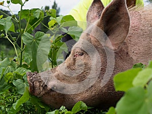 Profile Portrait of Pink Pig With Muddy Snout