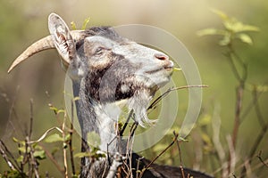 A profile portrait of a proud goat