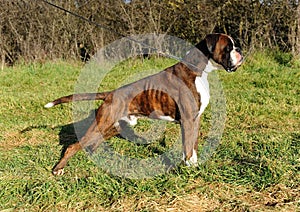 Profile portrait of a purebred alert boxer dog with a leash standing outdoors  in a field