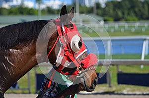 Profile portrait of a racehorse wearing red blinders.