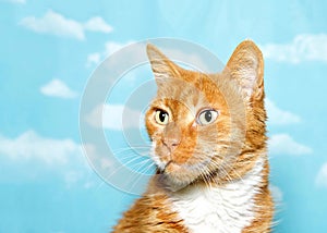 Profile portrait of a senior cat, orange and white on sky background