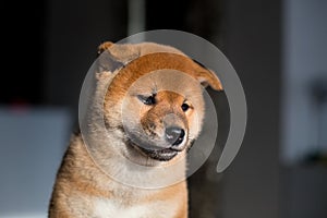 Profile portrait of serious Shiba Inu dog puppy on a dark background. Red Japanese cute puppy