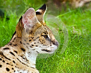 Profile portrait of serval