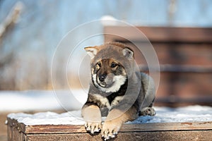 Profile Portrait of an Shikoku puppy lying on the bench in winter. Shikoku ken puppy. Kochi-ken dog