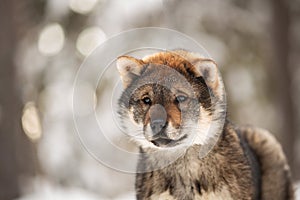 Profile Portrait of an Shikoku puppy in winter. Shikoku ken puppy. Kochi-ken dog