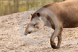 Profilo ritratto Sud americano tapiro 