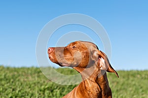 Profile Portrait of a Sunlit Vizsla Dog