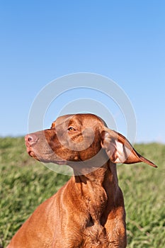 Profile Portrait of a Sunlit Vizsla Dog